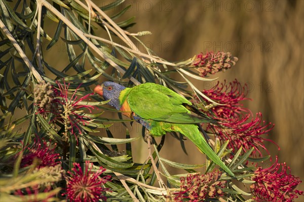 Rainbow lorikeet (Trichoglossus moluccanus) adult bird in a flowering tree
