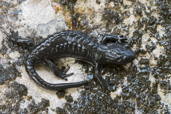 Alpine Salamander (Salamandra atra)