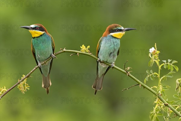 Bee-eater (Merops apiaster)