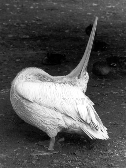 Pelican stretches and looks up