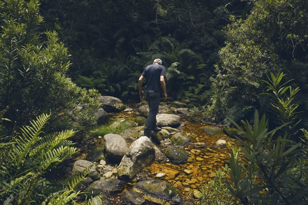 Hiker crosses stream on hiking trail through primeval forest