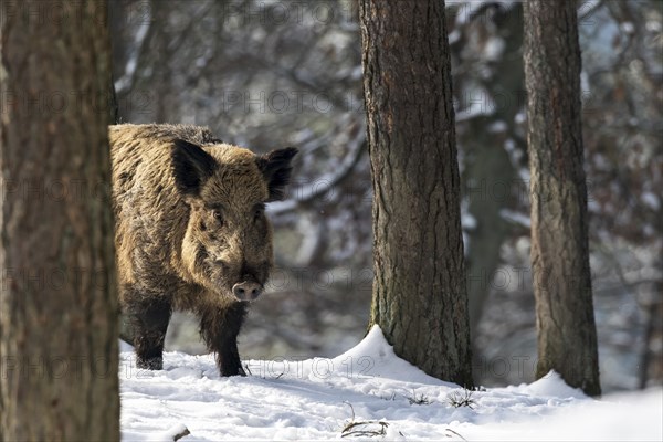 Wild boar (Sus scrofa)