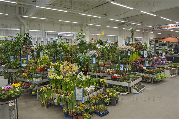 Flowering spring flowers