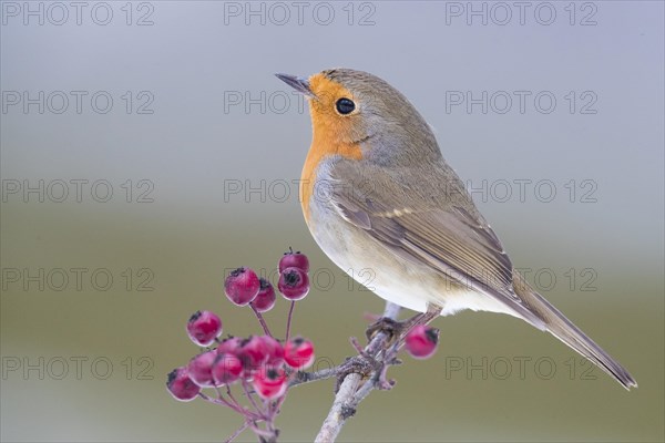 European Robin (Erithacus rubecula)