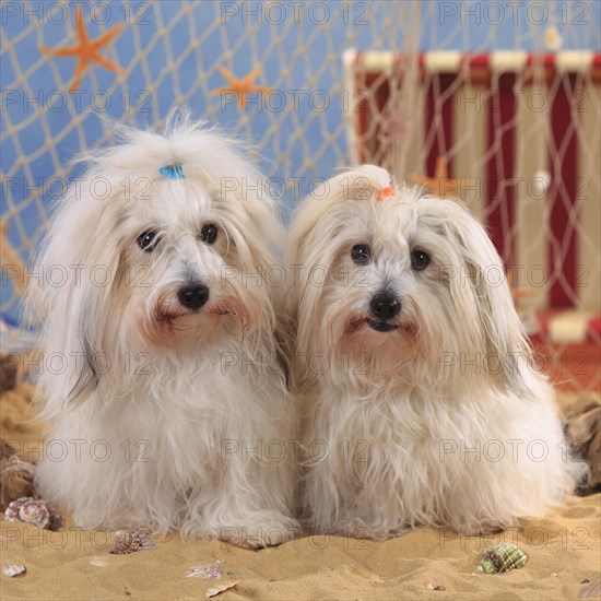 Coton de Tulear