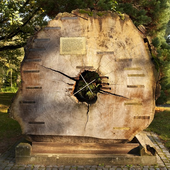 Segment of a 750 year old Californian sequoia for the Bonn 2000 year celebration