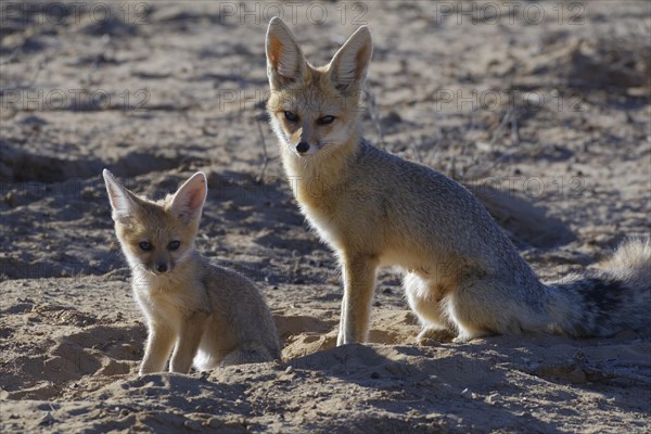 Cape foxes (Vulpes chama)