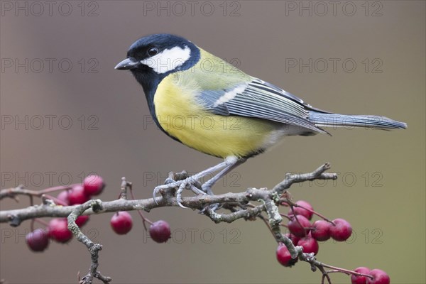 Great Tit (Parus major)