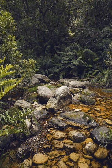 Hiking path over stream in primeval forest