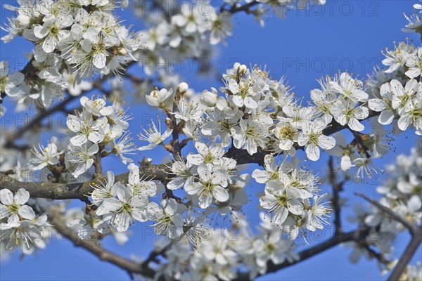 White blossoms