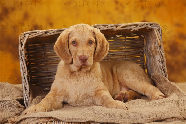 Chesapeake Bay Retriever