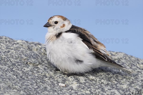 Snow Bunting (Plectrophenax nivalis insulae)