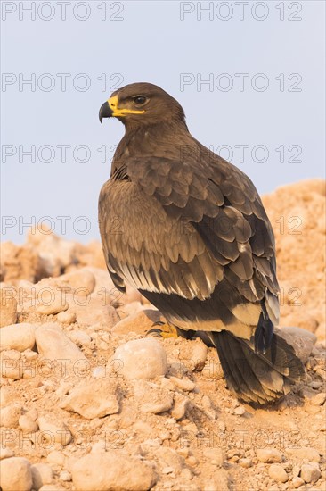 Steppe Eagle (Aquila nipalensis orientalis)