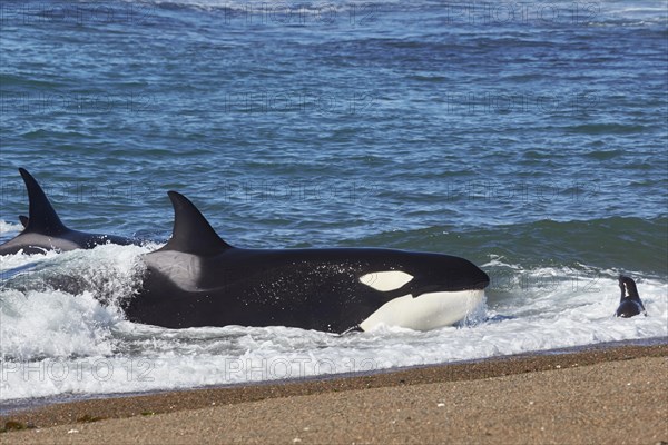 Orca (Orcinus orca) intentionally stranding on the beach in the unsuccessful attempt to catch a sea lion pup (Otaria flavescens)