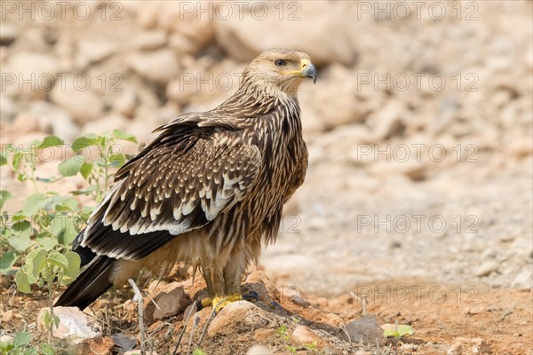 Eastern Imperial Eagle (Aquila heliaca)