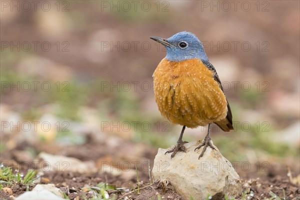 Common Rock Thrush (Monticola saxatilis)