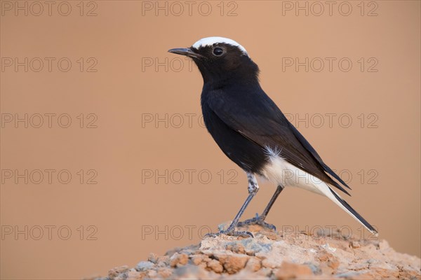 White-crowned Wheatear (Oenanthe leucopyga)