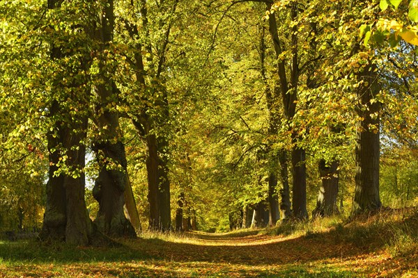 Linden-Allee in autumn