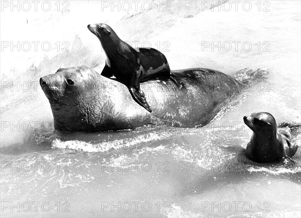 Seals play with each other