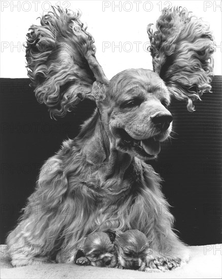 Cocker Spaniel with two puppies