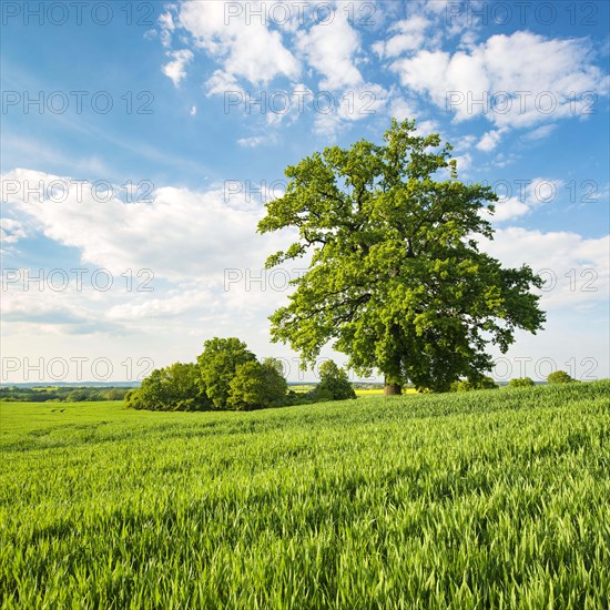 Landscape with oaks