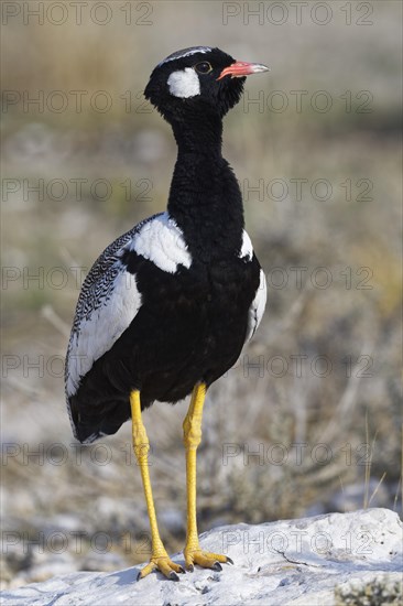 Northern black korhaan (Afrotis afraoides)