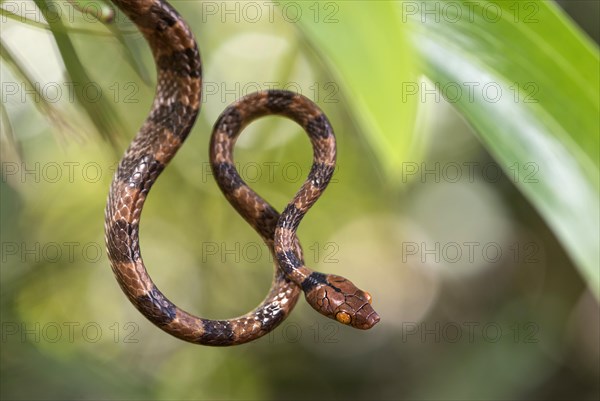 Tree Snake (Stenophis arctifasciatus)