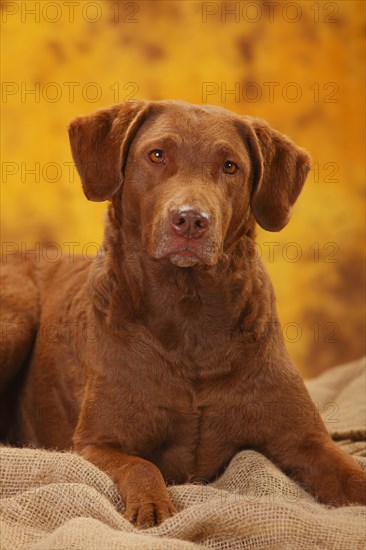 Chesapeake Bay Retriever