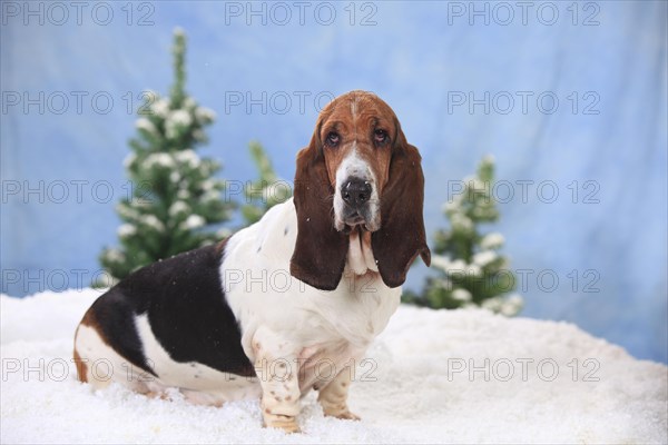 Basset Hound