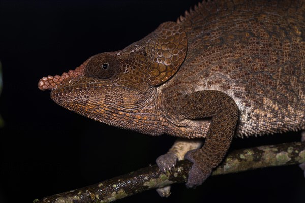 Short-horned chameleon (Calumma brevicorne)