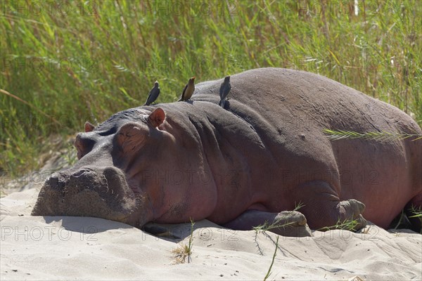 Hippopotamus (Hippopotamus amphibius) sleeping on the riverbanks of Olifants River with red-billed oxpeckers (Buphagus erythrorhynchus) on its back