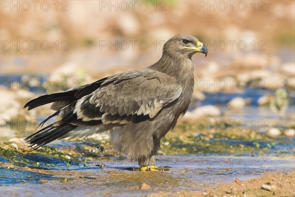 Steppe Eagle (Aquila nipalensis orientalis)