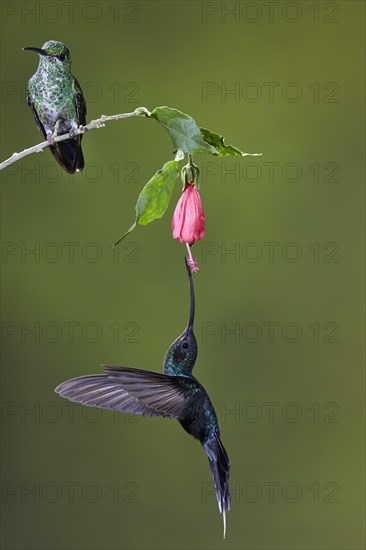 Green-crowned brilliant (Heliodoxa jacula)