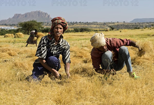 Farmers harvesting Teff (Eragrostis tef) with the sickle