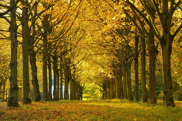 Linden-Allee in autumn