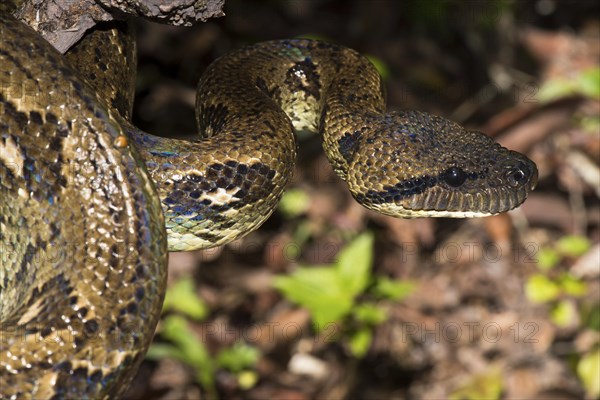 Madagascar tree boa (Sanzinia madagascariensis) on branch