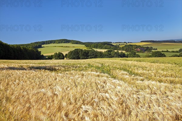 Cultural Landscape with Rye Field