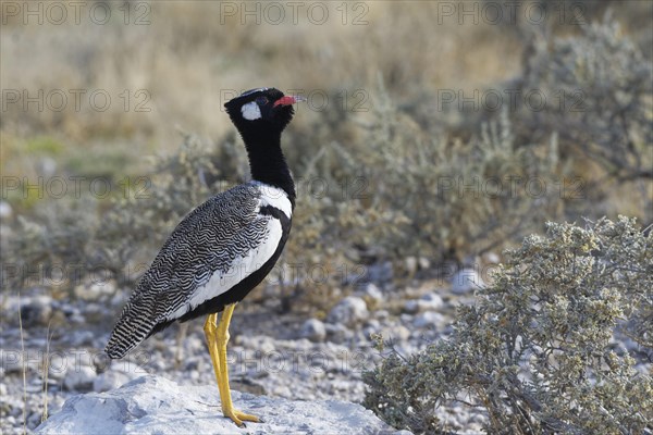 Northern black korhaan (Afrotis afraoides)