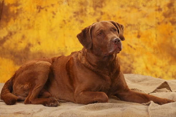 Chesapeake Bay Retriever