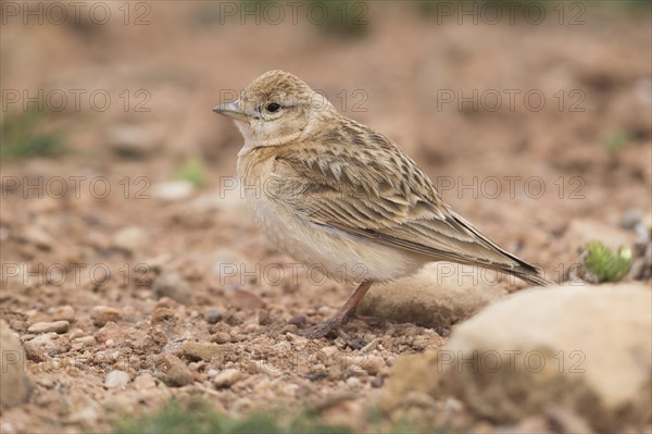 Greater short-toed lark (Calandrella brachydactyla)