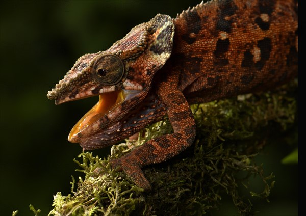 Malthe's chameleon (Calumma malthe)