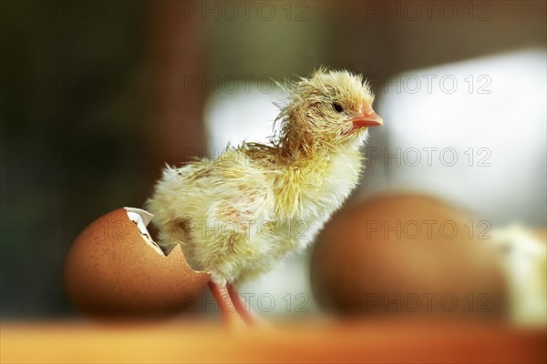 Chicken (Gallus gallus domesticus)