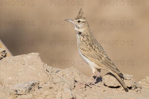 Maghreb Lark (Galerida macrorhyncha randonii)