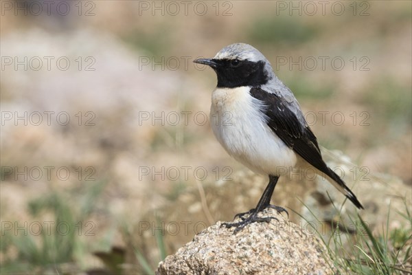 Seebohm's wheatear (Oenanthe seebohmi)