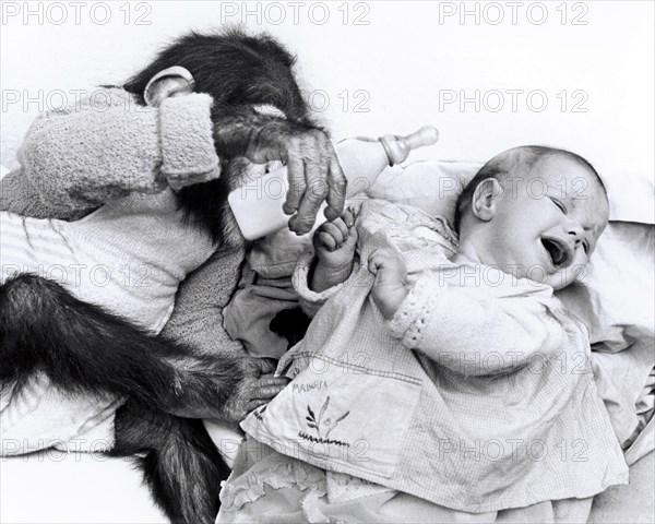 Monkey baby feeds human baby