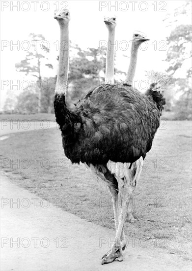 Ostrich with three heads
