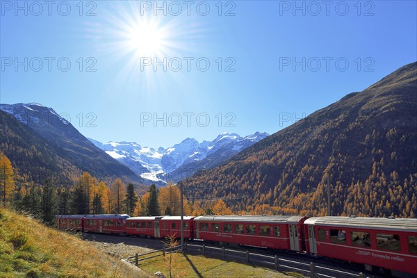 Bernina Express runs through larch forest in autumn