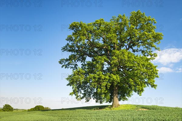 Solitary Oak