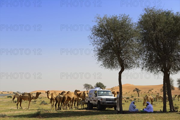 Bedouins with their camel herd