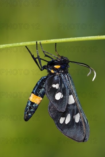 Nine-spotted moth (Amata phegea)